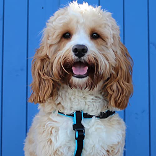 Animology Coat e Corpo Capsule Supplemento