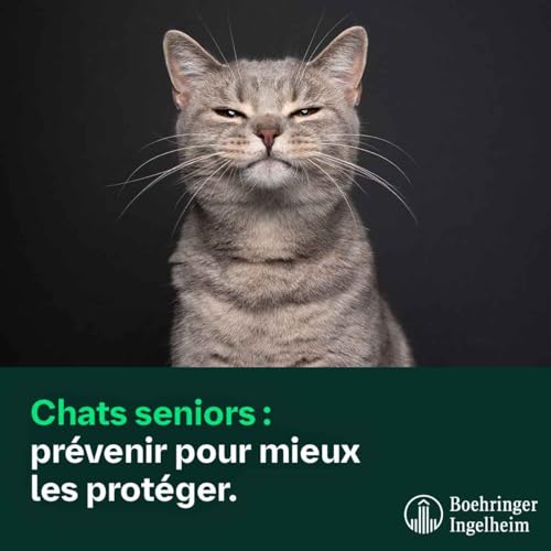 Chats seniors : prévenir pour mieux les protéger