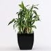 Ferns 'N' Petals Ferns N Petals 2 Layer Lucky Bamboo Live Indoor Plant In Plastic Pot - Black