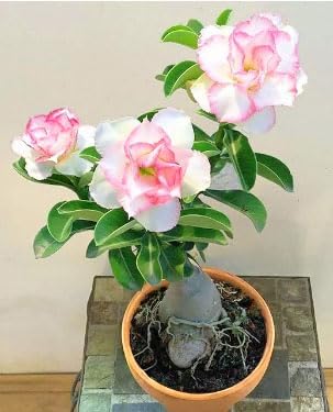 Adenium/Desert Rose Healthy Bonsai Flower Live Plant,(Pack Of 1,Without Pot) Indoor/Outdoor Plant Original Variety Live Plant