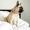 Tella & Stella - Dog Collar for Small Dog - Adjustable Collar - 9 in to 12.5 in Wide-Soft on Dog’s Fur - Lined with Neoprene for Comfort - Chrome D Ring for Hooking The Leash (Watermelon, Large) #2