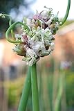 Seeds Package: 10 X Catawissa Walking Onion Seed Seedlets
