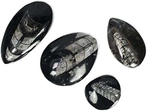 Hypnotic Gems Gallery: 10 pcs of Orthocaras Fossil Specimens - 1.5" to 2" Average Size Polished Superior Grade Fossils - Collecting, Display Specimens, Education and Teaching