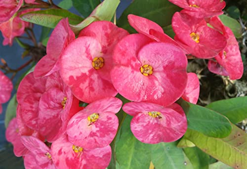 Emeralds Tm Crown Of Thorns Euphorbia Milii E X Lomi Thai Poysean Hybrid Pink 4 Inch Pot #TOP5