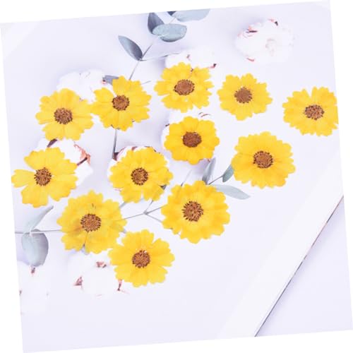 Flores prensadas secas para manualidades OSALADI 24 piezas miniatura 4