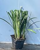 Generic Super Blue Liriope 18 Plants Flat, Evergreen