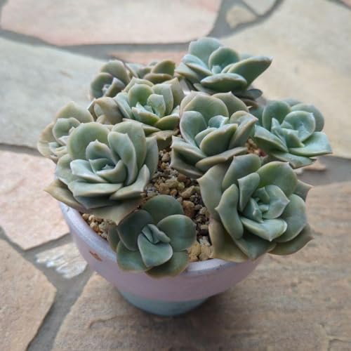 ②多肉植物【アイスラブリーローズ】カット苗 エケベリア アエオニウム