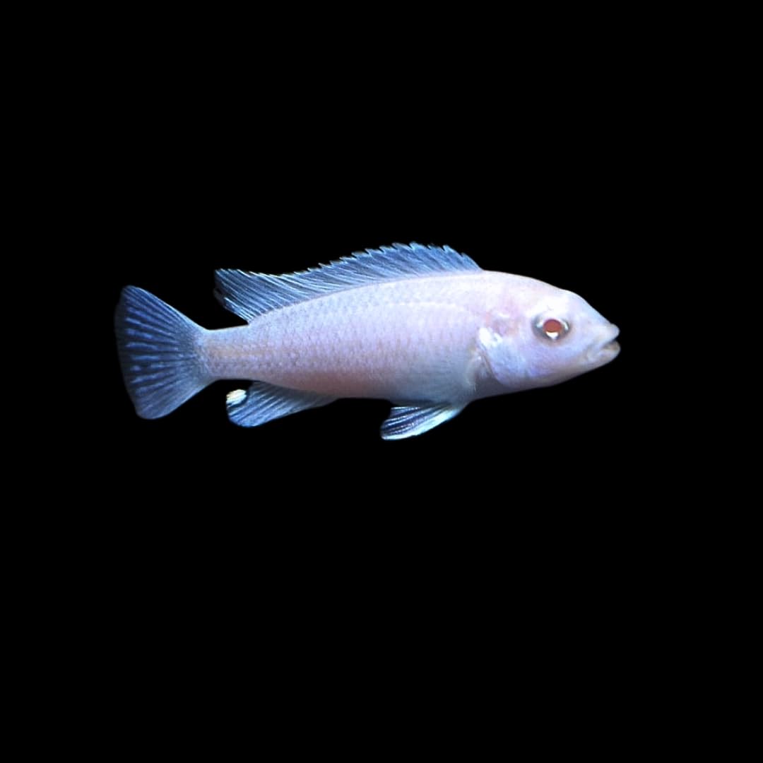 Amazon | スノーホワイトシクリッド 7cm±｜熱帯魚・アフリカン 