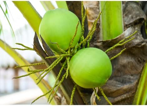 Green view® Yellow Coconut Live Fruit Plant – Premium High Yield Tender Nariyal Tree | Sweet Fresh coconut Water Variety | Hardy Fast Growing Outdoor Coconut Plant