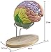 Teaching Model Tools,Natural-Size Cerebral Anatomy Model 2X Brain Model for Neuroscience, Anatomical Brain Model for Psychology Brain Internal Structure, Wooden Support