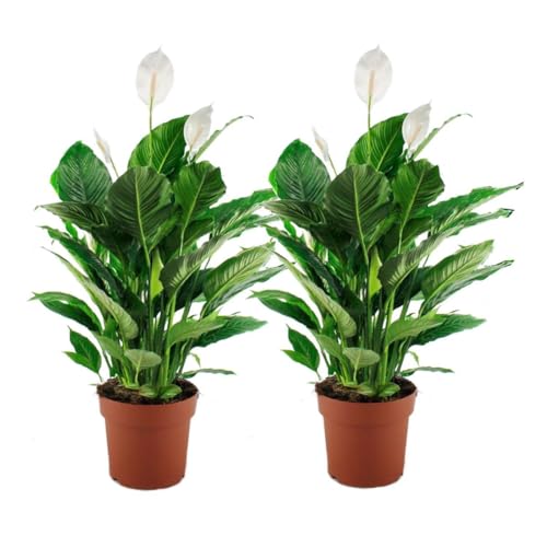 Plant in a Box - Spathiphyllum - Set de 2 - Pokon - Planta de interior de una hoja - Maceta 17cm - Altura 60-70cm - Planta de interior purificadora del aire