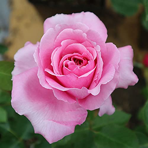 Amazon.co.jp: バラ苗 【ロゼパルファム】 (大苗) ハイブリッドティー