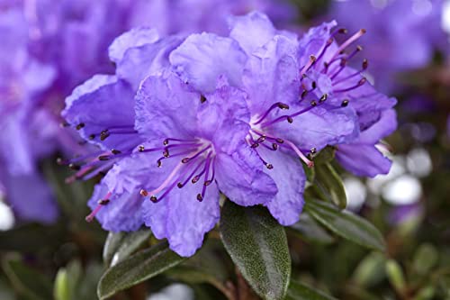 Rhododendron Blau Die 15 besten Produkte im Vergleich Heim & Werk