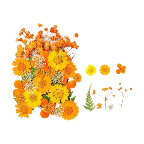 Flores secas prensadas naturales, 35 piezas para artesanía miniatura 1