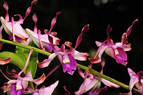 Florona Dendrobium Orchid Live Plant " CHAN CHAO RED " Variety 1 Healthy Live Plant (B09TTPNMPM) Amazon Price History, Amazon Price Tracker