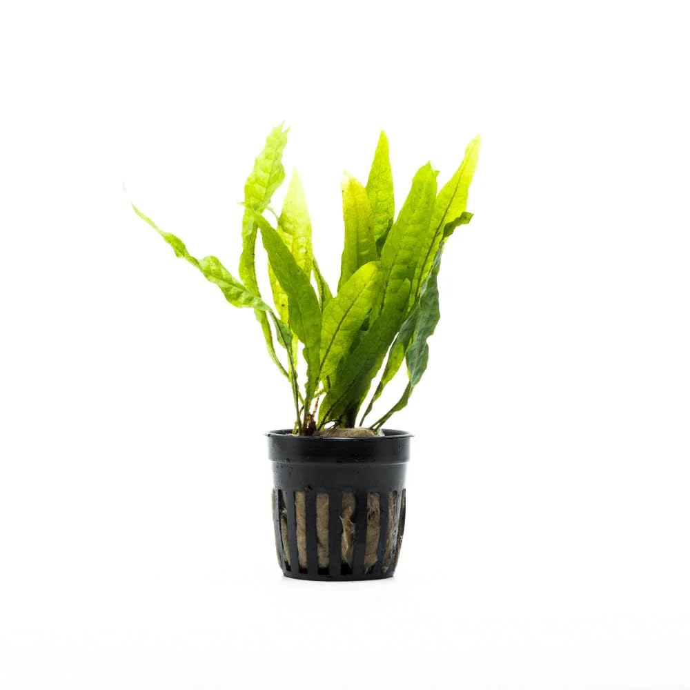 AquaBreedingSkill Microsorium pteropus – Plante d’Aquarium Vivante pour Eau Douce, Plante Verte décorative pour Aquarium, idéale pour Poissons et crevettes – avec Passeport phytosanitaire (Java)