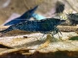 Live Freshwater Shrimp for Aquarium (Neocaridina) - 2 Day Sh...