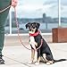 DOG Copenhagen Urban Explorer 3.0 Halsband, Black, M