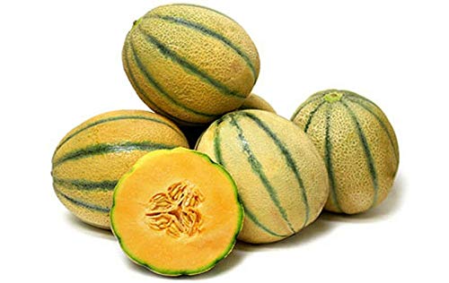 PLAT FIRM Germination Seeds: 50 - Seeds: Tuscan Cantaloupe - Super-Sweet, Juicy Fruit! - Sweet Aroma, Rich Flavor!! Mmmm