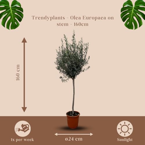 Trendyplants - Olivenbaum am Stamm - Winterhart - Gartenpflanze - Höhe 150-170 cm - Topfgröße Ø24cm - Olea Europaea am Stamm