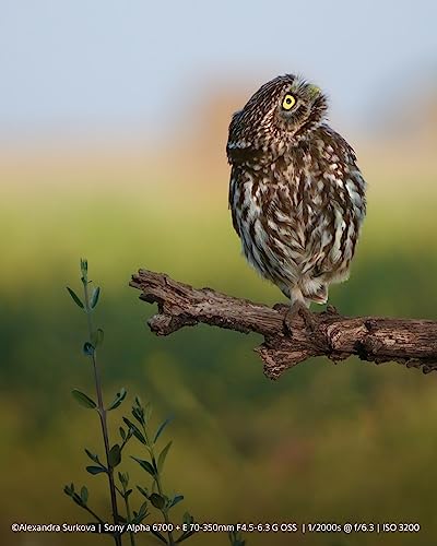 Image of Sony Alpha 6700 Camera with 18-135mm Lens