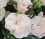 Baumschule Pflanzenvielfalt