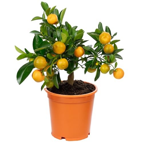 Calamondinorange - Citrofortunella microcarpa - Höhe ca. 30 cm Topf-Ø 14 cm
