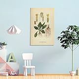 Este elegante arte floral solo usa un poco de color, por lo que toda la imagen refleja el aspecto retro, haciendo que la gente se sienta como si estuviera entrando en un hermoso jardín. Una especie de flor está justo enfrente de ellos, y todos pueden disfrutarlos. Todos conocerán las variedades de estas flores. Mostramos la belleza natural en la vida diaria a través de carteles botánicos retro y carteles botánicos.