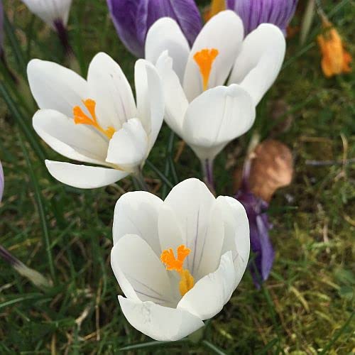 FERNSFLY® IMP. Saffron | Crocus Excellent Quality Flower Bulbs for Attractive Aromatic Flowers Home Outdoor Gardening Plants Flowering Bulbs (pack of 5, Jeanne dArc) (B08P9PPNJV) Amazon Price History, Amazon Price Tracker