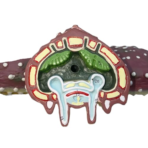 Image of Eisco Labs - Starfish Anatomy Model - Handcrafted, 4X Life-Size Invertebrate Educational Tool, Marine Biology, Teaching, Lab Display
