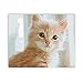 Produktbild Matty DIY Ölgemälde Wandbild Malen nach Zahlen Kits, 16x20 Zoll Haustier Tier Katze Hund Leinwand Malen nach Zahlen Zeichnung Dekorationen Geschenke Gemälde (20x26 Zoll(50x65cm), H)