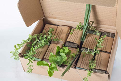 5 Shampos Sólidos Veganos, 5 Sabonetes Artesanais da Expresso Mata Atlântica