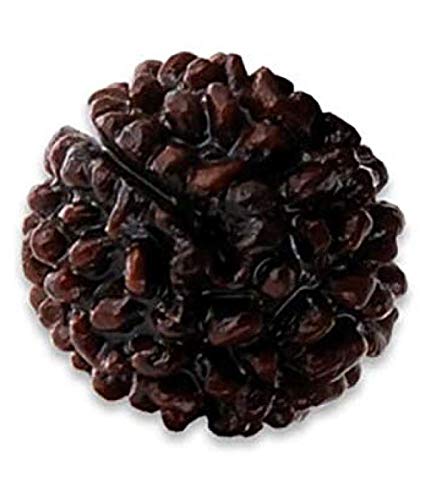 SPIRITUALCART GOL Dana 1 Mukhi Rudraksha Natural Nepal Beads by Lab Certified