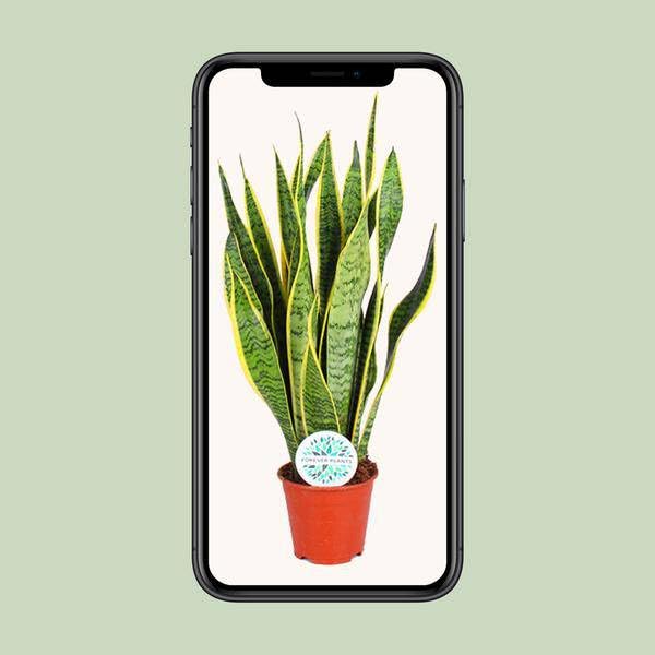 Sansevieria Trifasciata Laurentii – Ø14 cm – 50 cm