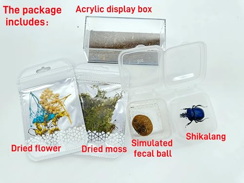 Image of Real Dung Beetle Living Scene, Insect Living Scene Box, Real Transparent Display Box of Dried Moss Insects,Suitable for Science Education, Decoration, and Collection