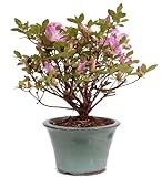 Bonsai-Shopping