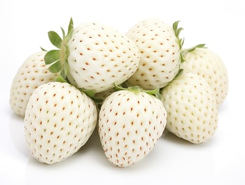 White Strawberry Plants for Growing - White Pineberry are Tasty and High Yielding Each Season (10 Plants)