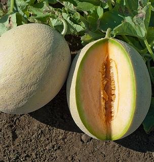 Cantaloupe Sarahs Choice 1,000 Seeds
