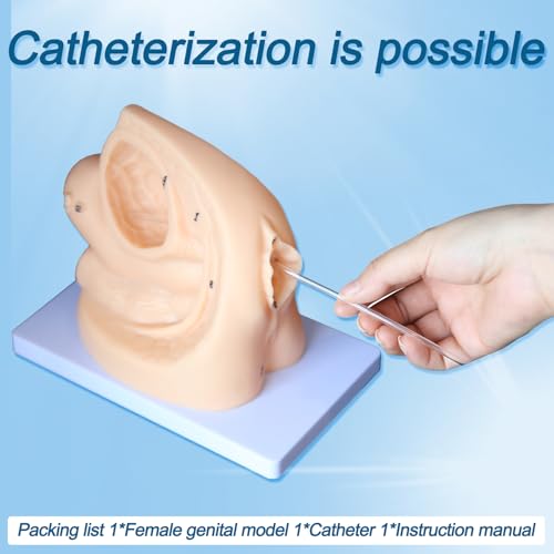 Image of Catheter Training Model Set, Male and Female Urinary Anatomy Models with Digital Markings, PVC Teaching Models for Nursing Education and Skills Practice