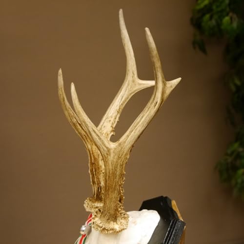 GTK - Geweihe & Trophäen KRUMHOLZ Rehgeweih HL bis 23,2 cm Gewicht 310 g cm Rehbock Bock Reh Geweih Gehörn Trophäenschild