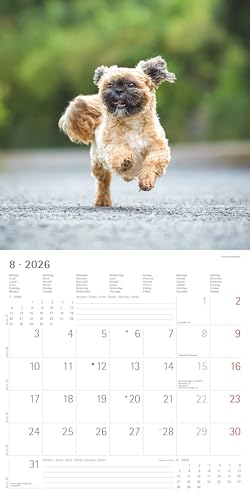 Alpha Edition - Hunde Kalender 2026 – Wandkalender 30x30 cm für Hundeliebhaber – 6-sprachiges Kalendarium mit Feiertagen & Ferienterminen, Monatsübersichten & viel Platz für Notizen, Ringbindung: Dogs