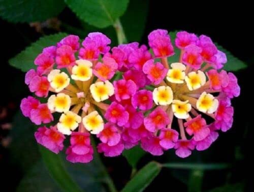 100 Graines Lantana Camara – Spanish Flag Seeds