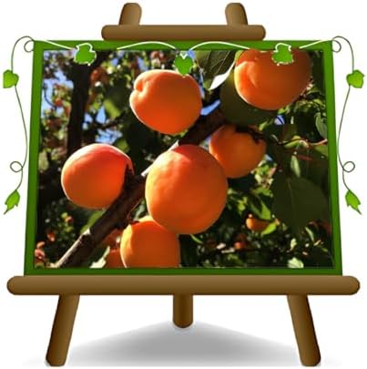 Abricotier nain - Plante fruitière sur un pot 24 cm. - Arbre max ...