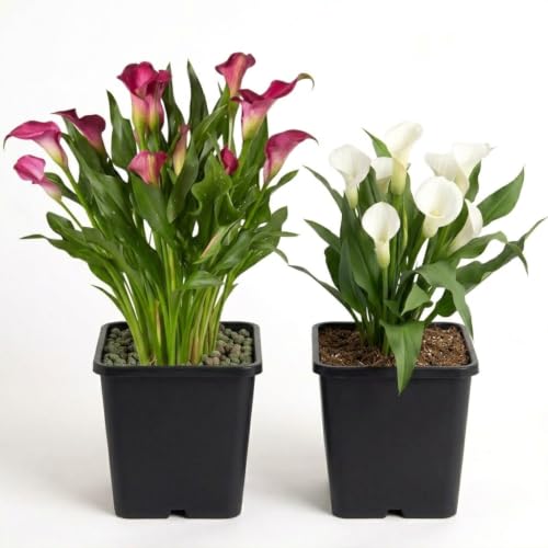 Image of Peace Lily Combo Live Plant with Pot | Spathiphyllum Indoor Flowering Air Purifying Houseplant | Low Maintenance Indoor Plant for Home Office Living Room Bedroom Balcony Decor | Pack of 2