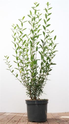 Ligustrum vulgare 'Atrovirens' 100-125 cm – Winterhart, Mehrjährig, Pflegeleicht – Gewöhnlicher Liguster – Heckenpflanze für Garten & Sichtschutz