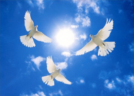 Three White Doves Circling Sympathy Card