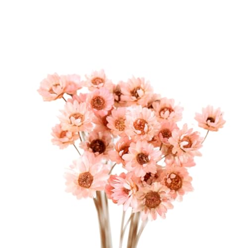 HYTROVE 30 Margaritas Naturales Preservadas Rosa para Decoración y Manualidades DIY, Flores Secas Delicadas Diseño Realista y Larga Duración