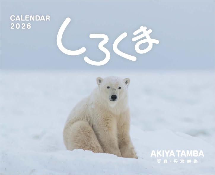 Amazon | 「しろくま」丹葉暁弥 2026年＜卓上＞カレンダー