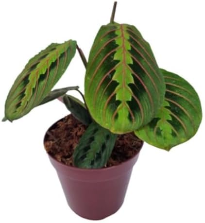 Maranta Bigode De Gato Leuconeura Var. Erythroneura Natural