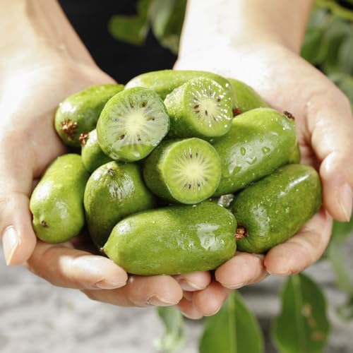 Kiwi Seeds, Cold-Hardy Vine, Temperate Climate Grower, Seasonal Dormancy, Year-Round Garden Interest 350pcs